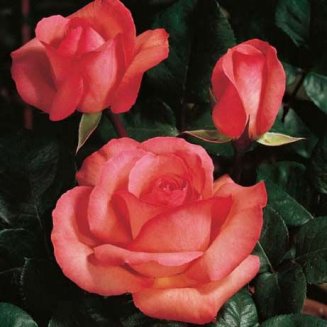 Роза чайно-гибридная Пантер Роз Rose hybrid tea Panthere Rose