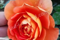 Роза английская Пэт Остин Rose Pat Austin