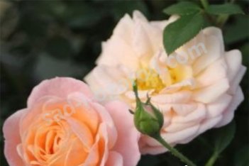 Роза миниатюрная Пич Клементин Rose Peach Clementine