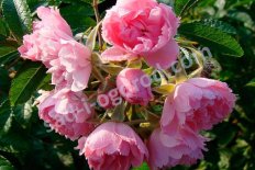 Роза Пинк Гротендорст Rose Pink Groоtendorst