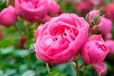Роза флорибунда Помпонелла Rose Pomponella