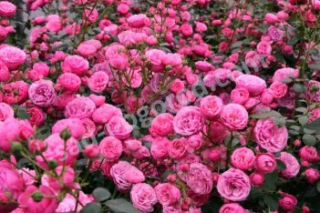 Роза флорибунда Помпонелла Rose Pomponella