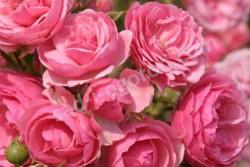 Роза флорибунда Помпонелла Rose Pomponella