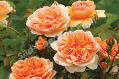 Роза английская Порт Санлайт Rose Port Sunlight
