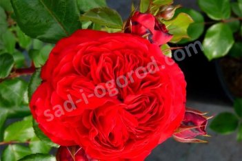 Роза флорибунда Ред Леонардо да Винчи Rose Red Leonardo da Vinci