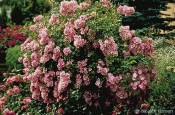 Роза почвопокровная Рихард Штраус Rose Richard Strauss