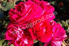 Роза Робуста Rose Robusta