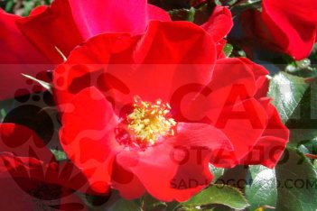 Роза Робуста Rose Robusta