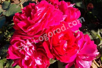 Роза Робуста Rose Robusta