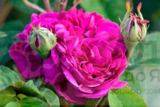 Роза портландская Роз де Решт Rose portland Rose de Rescht