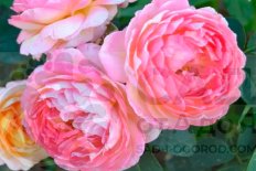 Роза Розоман Жанон Rosomane Janon