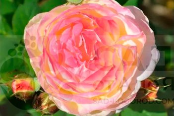 Роза Розоман Жанон Rosomane Janon