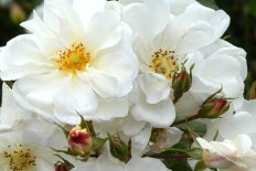 Роза почвопокровная Шнеекёнигин Rose Schneekonigin