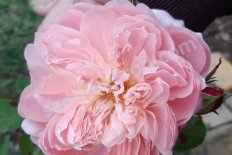 Роза английская Алнвик Роуз Rose The Alnwick Rose