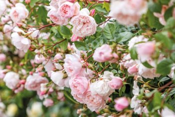 Роза английская Дженерос Гарденер плетистая Rose The Generous Gardener