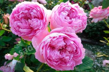 Роза английская Зе Инджиниэс Мистер Фэрчайлд Rose The Ingenious Mr. Fairchild
