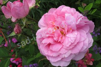 Роза английская Мэйфлауэр Rose The Mayflower