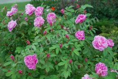 Роза Тереза Багнет Rose Teresa Bagnet