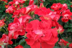 Роза флорибунда Топси Тёрви Rose Topsy Turvy