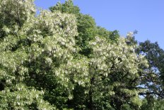 Лиственные деревья, кустарники и лианы