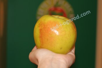 Яблоня Синап орловский Malus Sinap Orlovskij