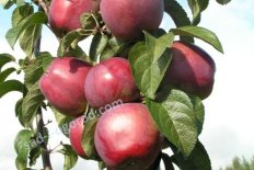 Яблоня Имант Malus domestica Imant
