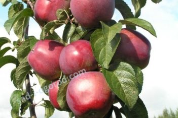 Яблоня Имант Malus domestica Imant