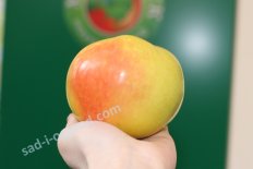 Яблоня Имрус Malus Imrus
