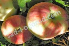 Яблоня Мельба / Мелба Malus domestica Melba