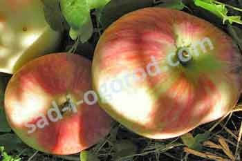 Яблоня Мельба / Мелба Malus domestica Melba