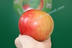 Яблоня Рождественское Malus Rozhdestvenskoe