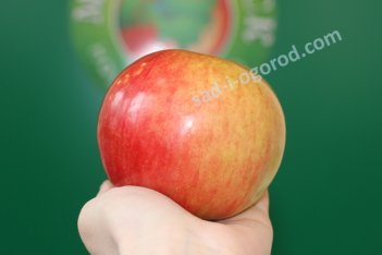 Яблоня Рождественское Malus Rozhdestvenskoe