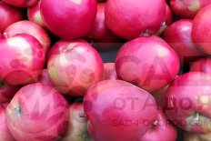 Яблоня Поспех