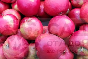 Яблоня Поспех