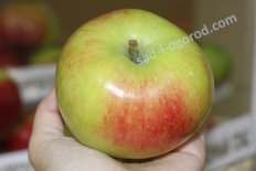 яблоня Яблочный Спас Malus domestica Yablochnyj Spas