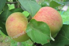 Яблоня Орловим Malus domestica Orlovim