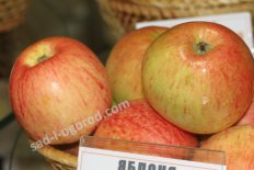 Яблоня Конфетное Malus domestica Konfetnoe