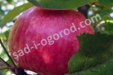 Яблоня Медуница Malus domestica Medunica