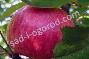 Яблоня Медуница Malus domestica Medunica