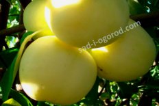 Яблоня Папировка (Белый налив) Malus domestica Papirovka