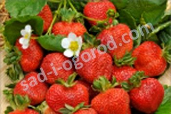 Земляника садовая Зенга-зенгана Fragaria ananassa Zenga Zengana