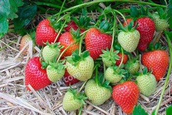 Земляника садовая Мея Fragaria ananassa Meya