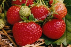 Земляника садовая Полка Fragaria ananassa Polka