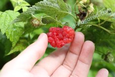 Малина Терентий Rubus idaeus Terenty