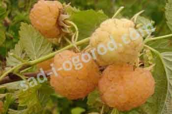 Малина Желтый гигант Rubus idaeus Zheltyi Gigant