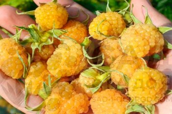 ягоды малины Желтый гигант - фото куста