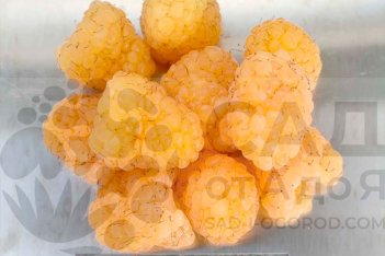 ягоды малины Желтый гигант - реальный размер на фото