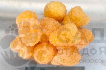 Малина Желтый гигант Rubus idaeus Zheltyi Gigant