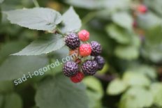 Малина Кумберленд Rubus occidentalis Cumberland