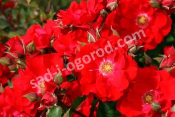 Роза шраб Ротер Корсар Rose Roter Korsar